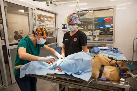 Emergency Veterinarians .